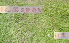 申花引援李可，蓉城租借多特神筆！